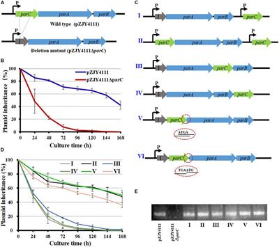 ParC, a New Partitioning Protein, Is Necessary for the Active Form of ParA From Myxococcus pMF1 Plasmid